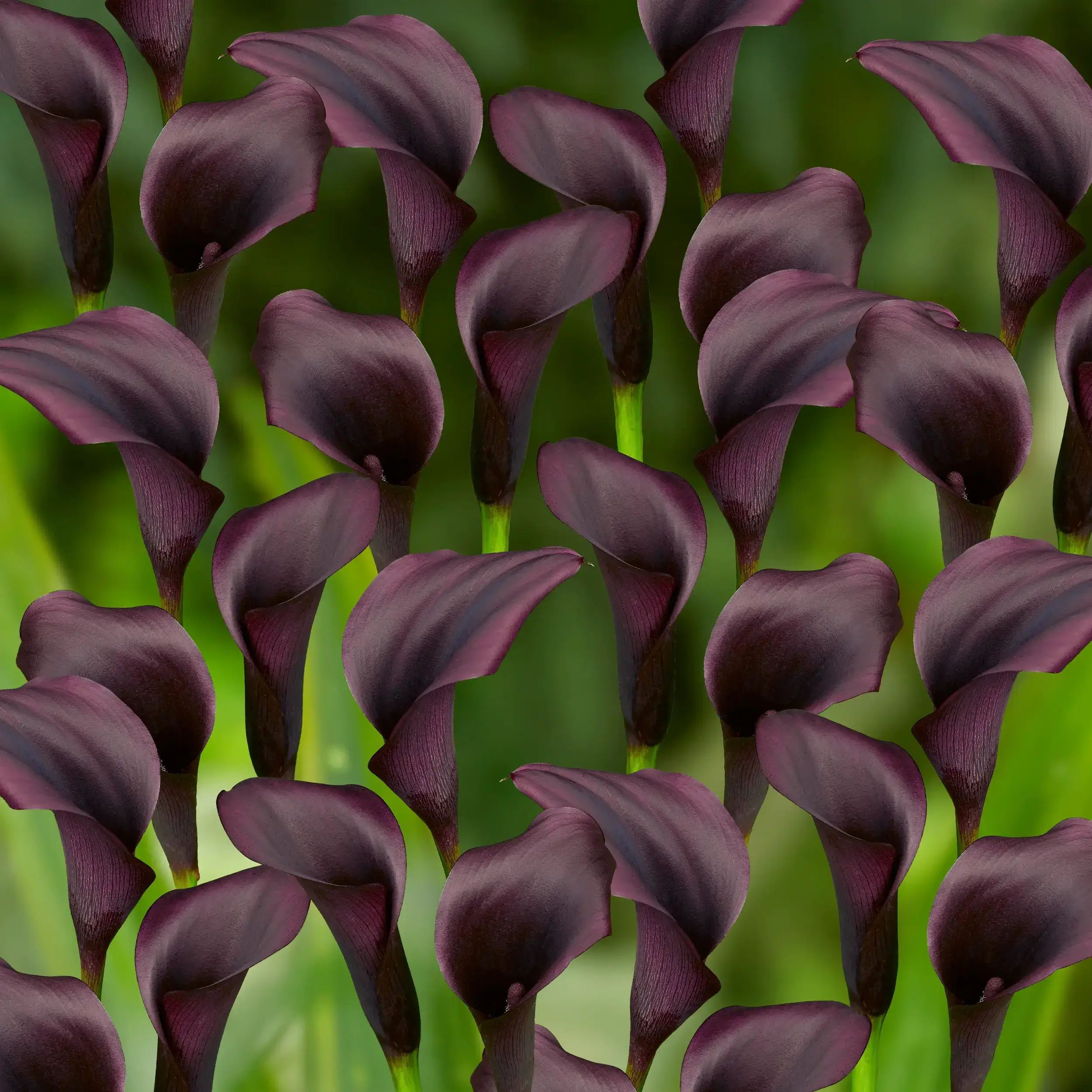 パーティを彩るご馳走や Black Calla Ebony Majesty Bulbs | The Bulb Farmers トップス